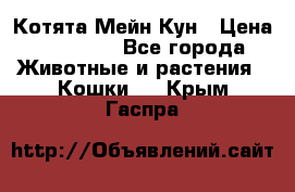 Котята Мейн Кун › Цена ­ 15 000 - Все города Животные и растения » Кошки   . Крым,Гаспра